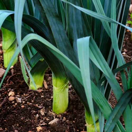 Leek Below Zero